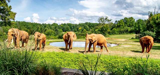 Five elephants in a grassy field with trees and a pond