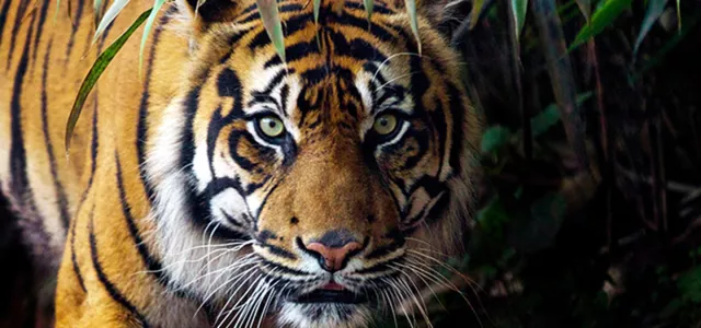 Staring right into the majestic face of a Tiger, with its piercing green eyes and distinctive orange fur with black stripes. There are tufts of white fur around its jowls and ears and it is standing in a lush, tropical forest.
