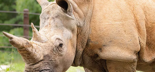 A close-up view of a large, muddy Rhinoceros standing in a field near a wire fence and wooden fence post. Its primary horn is long and sharp, while the secondary horn is much shorter but just as sharp.