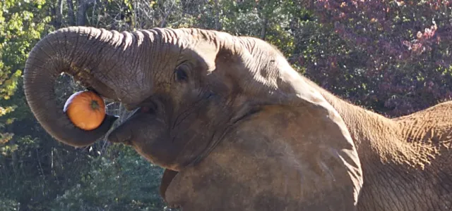 A profile view of an elephant standing in a field, hoisting a large pumpkin up to its mouth with its trunk, its head it slightly angled upwards. There are lush green trees in the background.