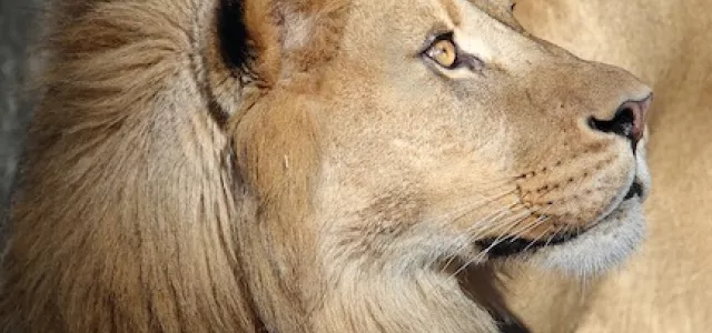 Profile of a large, male Lion with its piercing yellow eyes staring at something out of frame. Its rounded ears and large, fuzzy mane are visible against a rocky wall in the background.