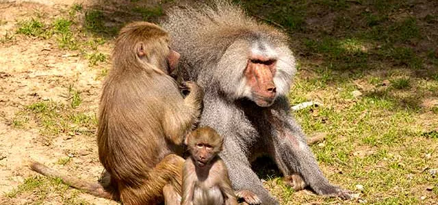 A large, shaggy brown male Baboon sits in the grass. A female Baboon sits next to him and facing his shoulders and back , combing her fingers through his fur, grooming him. A brown, fuzzy baby sits in front of them facing the viewer with his back legs splayed on the ground and his arms placed on the ground in front of him. 