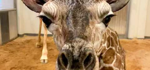 A baby giraffe stands in what appears to be a room with white walls, large wooden doors, and a sandy floor. It is extending its neck out to get a closer look at the viewer, giving a close up look at its long ears, and soft brown muzzle. An adult giraffe body from the shoulders down is visible in the background behind the baby.