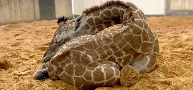 A baby giraffe lies curled up and sleeping on the sandy ground, with its head tucked around towards its tail. It appears to be inside a room with white walls and large wooden doors.