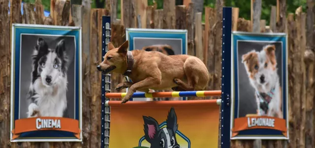 Dog Show jump