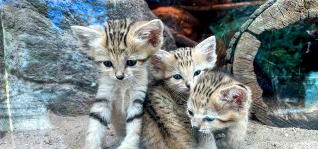 Three Sand Cat Kittens