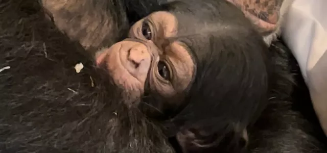 A little baby Chimpanzee wrapped in its mother's arms and staring up at the viewer with its sweet brown face and dark eyes.