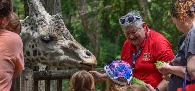 Several guests and a zoo volunteer feeding a giraffe some lettuce at the giraffe deck attraction
