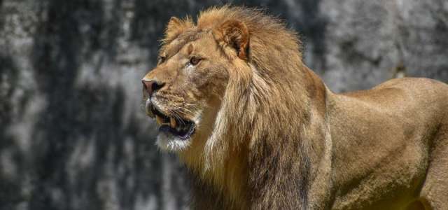 Lion standing with his mouth open