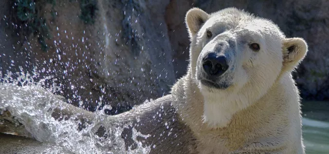 A zoomed in view of a Polar Bears face as it swims and splashes in the water near some large rocks.