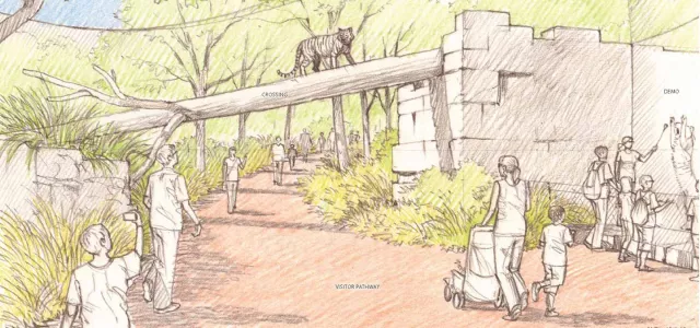 A drawing of the proposed Tiger habitat in Asia at the North Carolina Zoo, depicting people walking on a path, surrounded by native plants and a building structure. A large log crosses above the path and a tiger is seen walking from one side to the other.