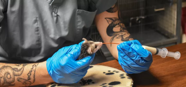 A Wildlife Rehab Center employee wearing blue latex gloves is hand-feeding a small mammal with a syringe on a wooden table in a medical setting..
