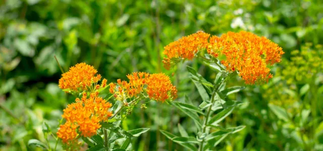 Several small clusters of bright orange blooms extending from long, thin green stems that are lined with small, slender leaves in a field or garden of other plants.