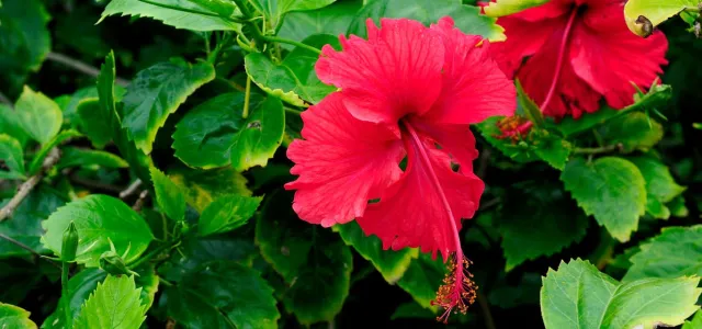 A close-up shot shows two vibrant red hibiscus flowers in full bloom, surrounded by lush green leaves. The petals are ruffled, and prominent stamens extend from the center of each flower. The background is a soft blur of more green foliage.