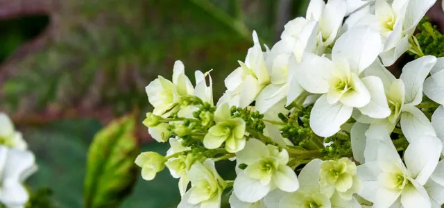 A close-up shot features a cluster of white and pale green Oakleaf Hydrangea blooms against a blurred background of large, dark green and reddish-brown leaves. The flowers are tightly packed, with individual petals visible, and some new, light green buds are also present.