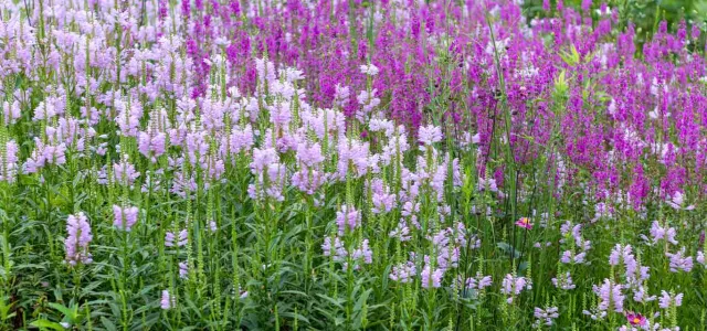 A lush field of wildflowers stretches across the frame, with a dense cluster of light purple flowers on the left and a vibrant array of deeper purple flowers on the right, all interspersed with green foliage.