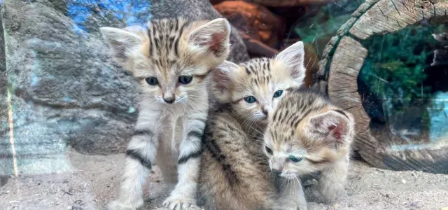 Three Sand Cat kittens with large, triangular ears and tan fur with dark markings on their face and bodies, sit huddled together, looking out of the glass on the sand in front of a large rock and log.