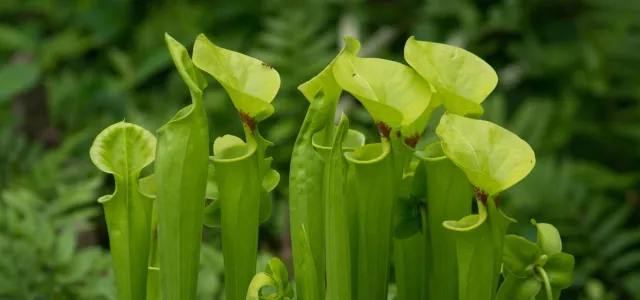A close-up shot of a cluster of bright green pitcher plants, their tubular leaves reaching upwards. Many of the pitchers have open, cowl-like hoods, some with reddish veins visible inside. The plants are set against a softly blurred background of dark green foliage.