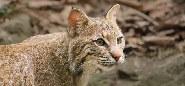 A Bobcat with tan fur that has distinctive brown markings and pointy ears stands looking intently to the right. There are leaves in the visible in the blurry background.