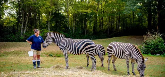 A woman with dark hair, wearing a blue NC Zoo uniform and black rubber boots stands next to a Zebra and handing it a snack. Two other Zebras stand grazing next to them in a grassy field with hay sprinkled on the ground, surrounded by trees.