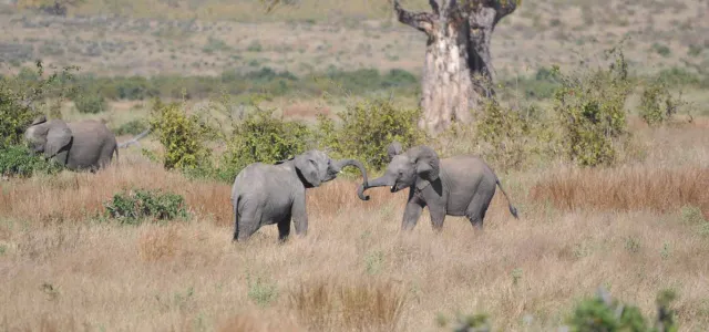 A wide shot of an open savanna sprinkled with trees, shrubs and tall, brown grass. In the distance, three African Elephants can be seen grazing and socializing.