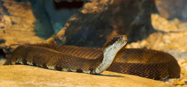 A long, brown snake with a white and black patterned belly, called a Cottonmouth lying uncoiled with its head raised along a rock, with other rocks visible in the background.