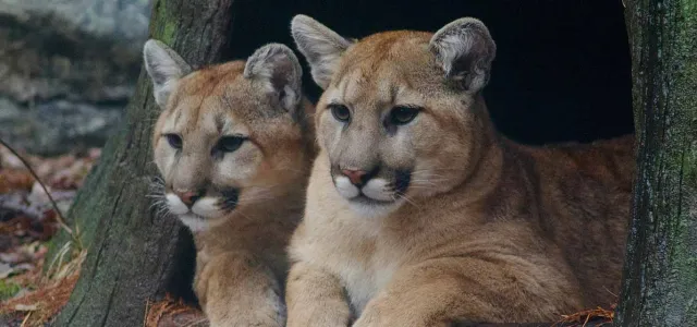 Two adult Cougars, which are large cats with medium, rounded ears and thick tan fur, lay huddled together, looking out of a cutout in a tree stump in a Cyrpress Swamp.