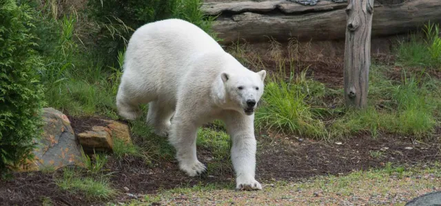A Polar Bear walks on all fours towards the right, across a grassy landscape that is sprinkled with rocks and tall grasses and shrubs. A large log lies across the top right of the frame.