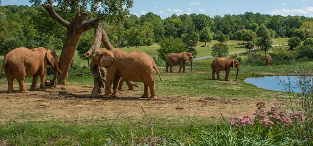 Two elephants stand next to a broken, leaning tree in a vast grassy field. Further behind them, two more elephants stand together next to a small pond. Far in the background, another elephant grazes next to a cluster of shrubs.