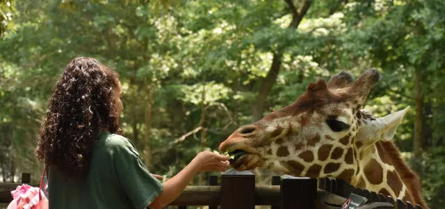 A woman with long curly hair and wearing a green shirt faces away from the viewer as she feeds a giraffe that is sticking its head over the wooden railings of the observation deck.