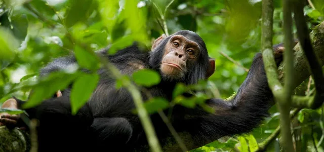 A medium-sized Chimpanzee leaning over onto a branch, looking down at the viewer from the tops of the trees, surrounded by lush green leaves.