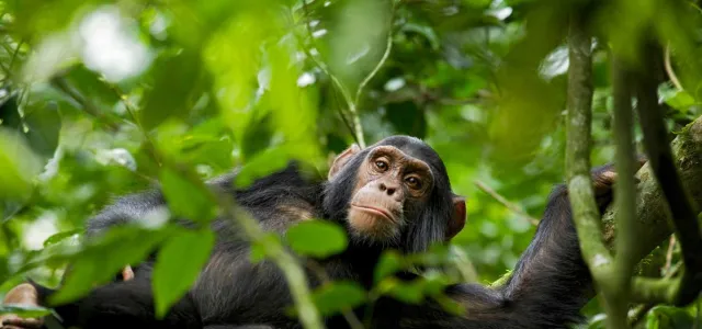 A medium-sized Chimpanzee leaning over onto a branch, looking down at the viewer from the tops of the trees, surrounded by lush green leaves.