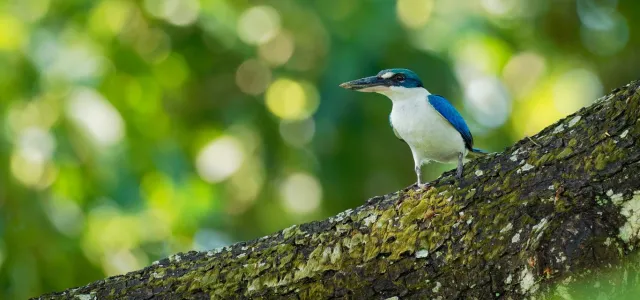 A vibrant White-Collared Kingfisher, with iridescent blue wings and a white belly, is perched on a mossy tree branch. Its dark beak points to the left. The background is a soft blur of bright green foliage.