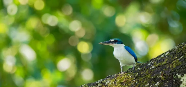 A vibrant White-Collared Kingfisher, with iridescent blue wings and a white belly, is perched on a mossy tree branch. Its dark beak points to the left. The background is a soft blur of bright green foliage.