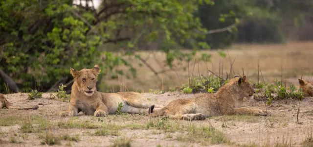 Two African Lion cubs lying together on the dusty ground in a vast field. There are trees around them and in the background.