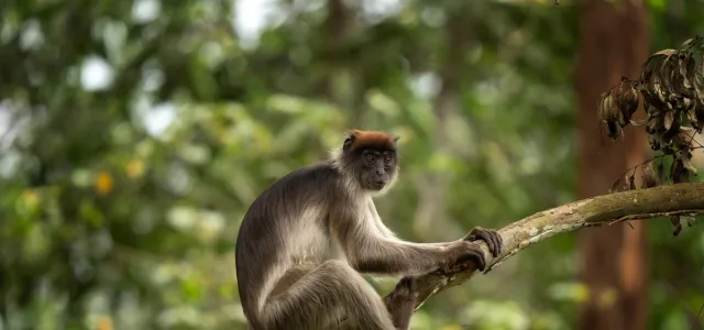 Red Colobus Monkey sitting on a branch in a dense forest, with its shaggy brown and grey fur and red tuft on its small head.