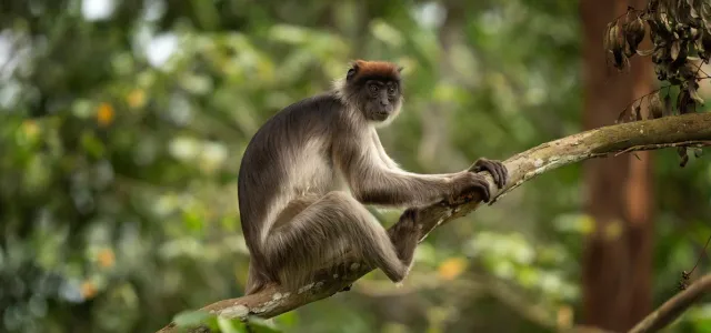 Red Colobus Monkey sitting on a branch in a dense forest, with its shaggy brown and grey fur and red tuft on its small head.