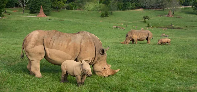 A Mom and baby southern white rhino standing next to each other in a field of tall, green grass. Another Rhinoceros mom and baby stand nearby. A group of Bongos stands in the shade of some trees in the background.