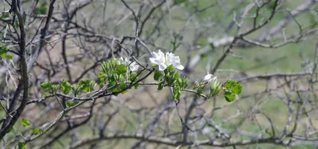 A zoomed in view of the gnarly branches of a tree, bare, except for a few small clusters of green buds and a couple of soft, white blossoms intermingled within them.