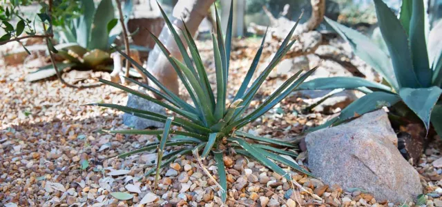 A close-up shot shows a small, spiky Arizona Agave plant with blue-green leaves growing in a bed of small, light-colored pebbles. The plant is centered in the frame, with its radiating leaves forming a star-like shape. In the background, out of focus, are other similar plants and what appears to be a tree trunk. 