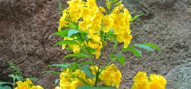 A cluster of Arizona Yellowbells, with bright yellow flowers and green leaves, stands in front of a textured, rock wall. The flowers are bell-shaped and appear in various stages of bloom, with some still tightly clustered and others fully open.