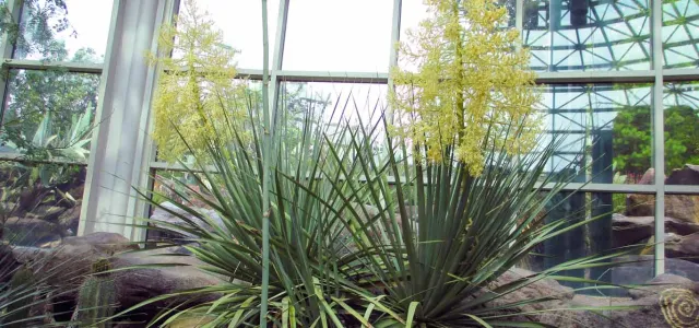A pair of tall, Blue Bear Grass plants, each topped with a long, pale yellow flower stalk, stand in a rocky indoor garden. The plants have numerous thin, sword-like green leaves fanning out from their bases. Behind them, large glass windows reflect the sky and surrounding trees, while a large domed skylight structure is also visible. 