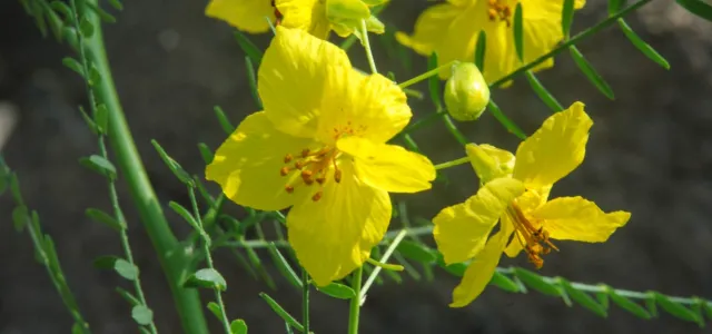 A close-up of a blooming yellow Palo Verde tree with several bright yellow flowers and thin green stems with small leaves. 