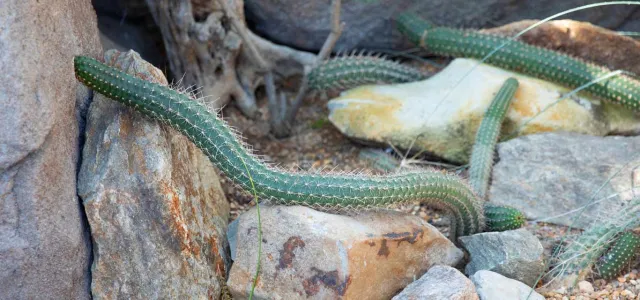 An arid desert environment with a rocky, sandy ground with bright green vines covered in yellow spikes creeping over and around the rocks. A gnarled tree trunk is visible in the far corner.