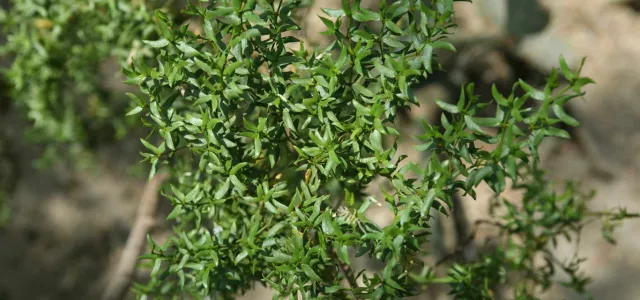 A close-up of a vibrant green shrub with small, spiky, and densely packed leaves. The background is blurred, showing hints of brown soil and other foliage.