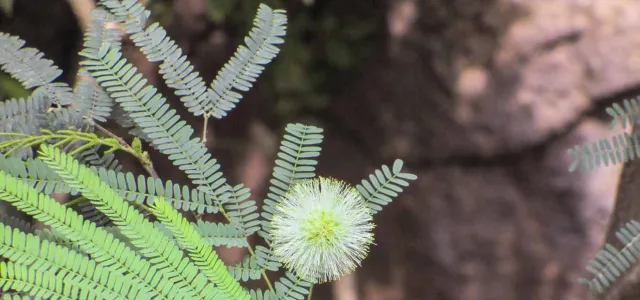 The fluffy, green, spherical flower of a Feather Bush, on a thin, delicate stem. Its leaves are small fronds of even smaller leaves that resemble a fern. The background is blurred, showing hints of brown and green.