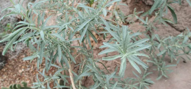A close-up view of a plant with slender, silver-green leaves, possibly Fourwing Saltbush, growing in arid, rocky soil. The leaves are elongated with some reddish stems visible among them. In the background, there are hints of larger rocks and sandy ground.