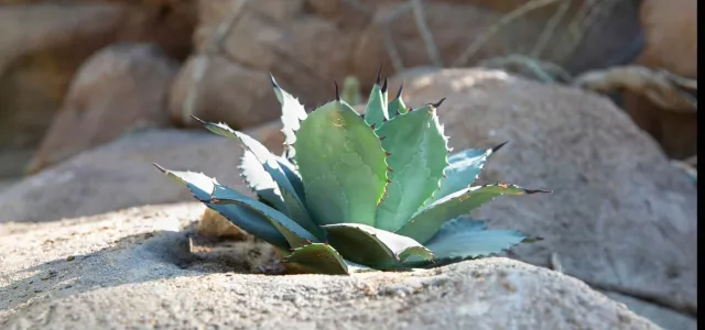 A small Mescal Agave plant growing on top of a large boulder. This succulent plant has flat, oval shaped leaves and sharp points on each tip, that grow in layers that form a dome shape.