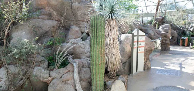 An indoor desert exhibit is captured, featuring a large, tall columnar cactus in the foreground. To its right, a spiky yucca plant stands next to an interpretive sign. The plants are surrounded by various sizes of rocks, creating a desert landscape. In the background, a path winds through it which is housed under a large, glass-domed structure with visible white support beams. 