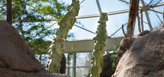 Two tall, lumpy Totem Pole Cactus looming over a wall of large boulders in a dry, desert environment. Other sparse trees visible in the background and a large, glass dome is seen overhead.